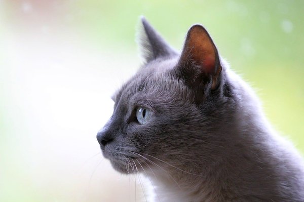 Understanding excessive meowing in cats