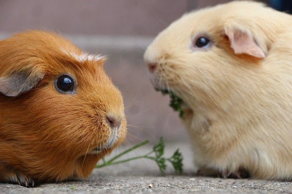 What Are the Specific Care Requirements for Senior Guinea Pigs?