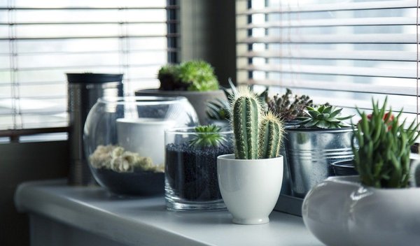 The benefits of plants in the house